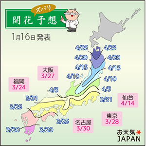 第1回桜の開花予想