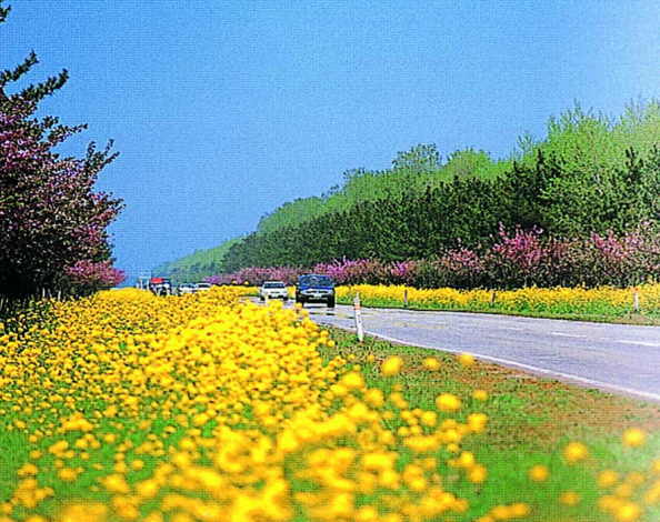 大潟菜の花ロードのかおり風景