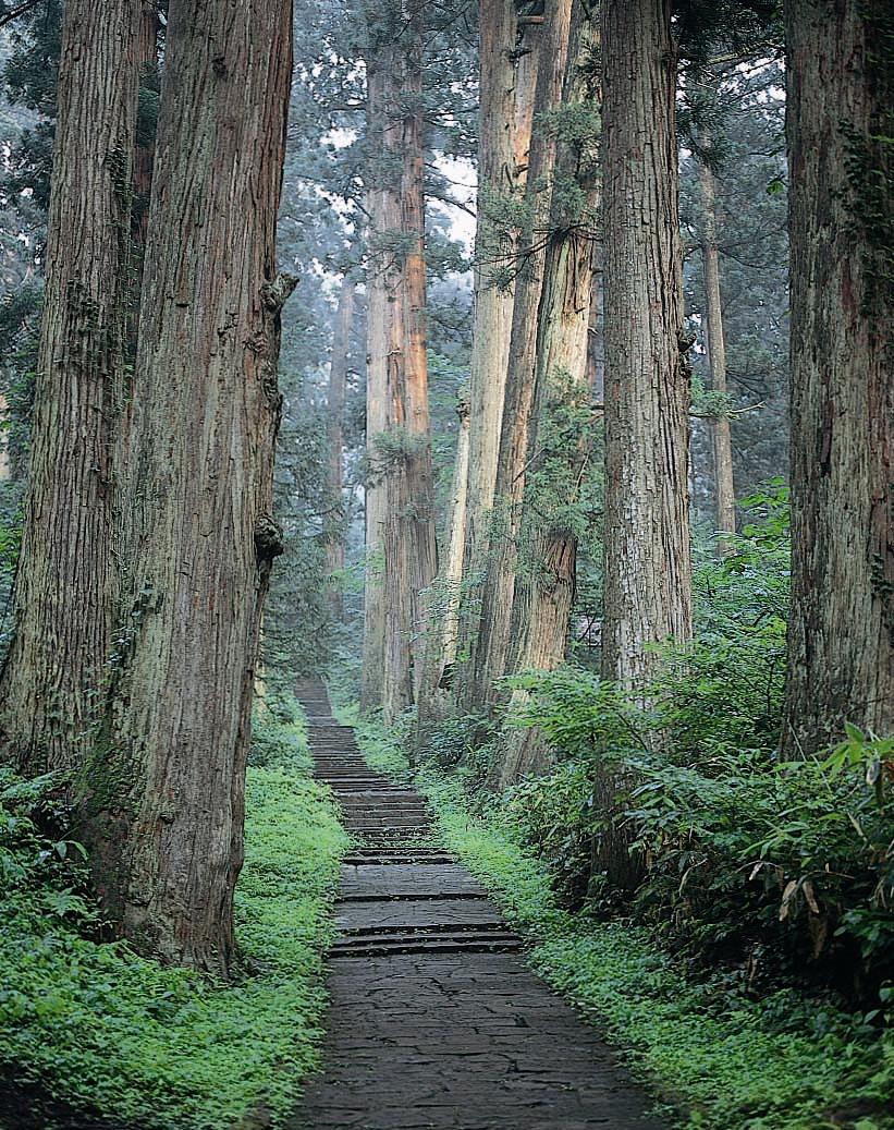 羽黒山南谷の蘚苔と杉並木のかおり風景