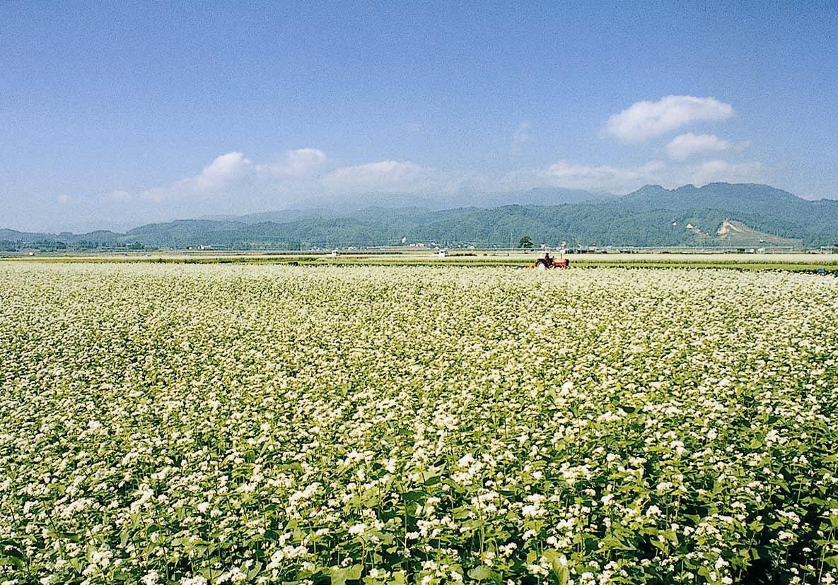 大石田町そばの里のかおり風景