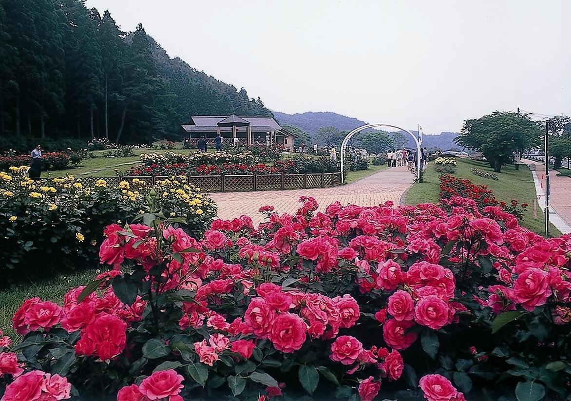 東沢バラ公園のかおり風景