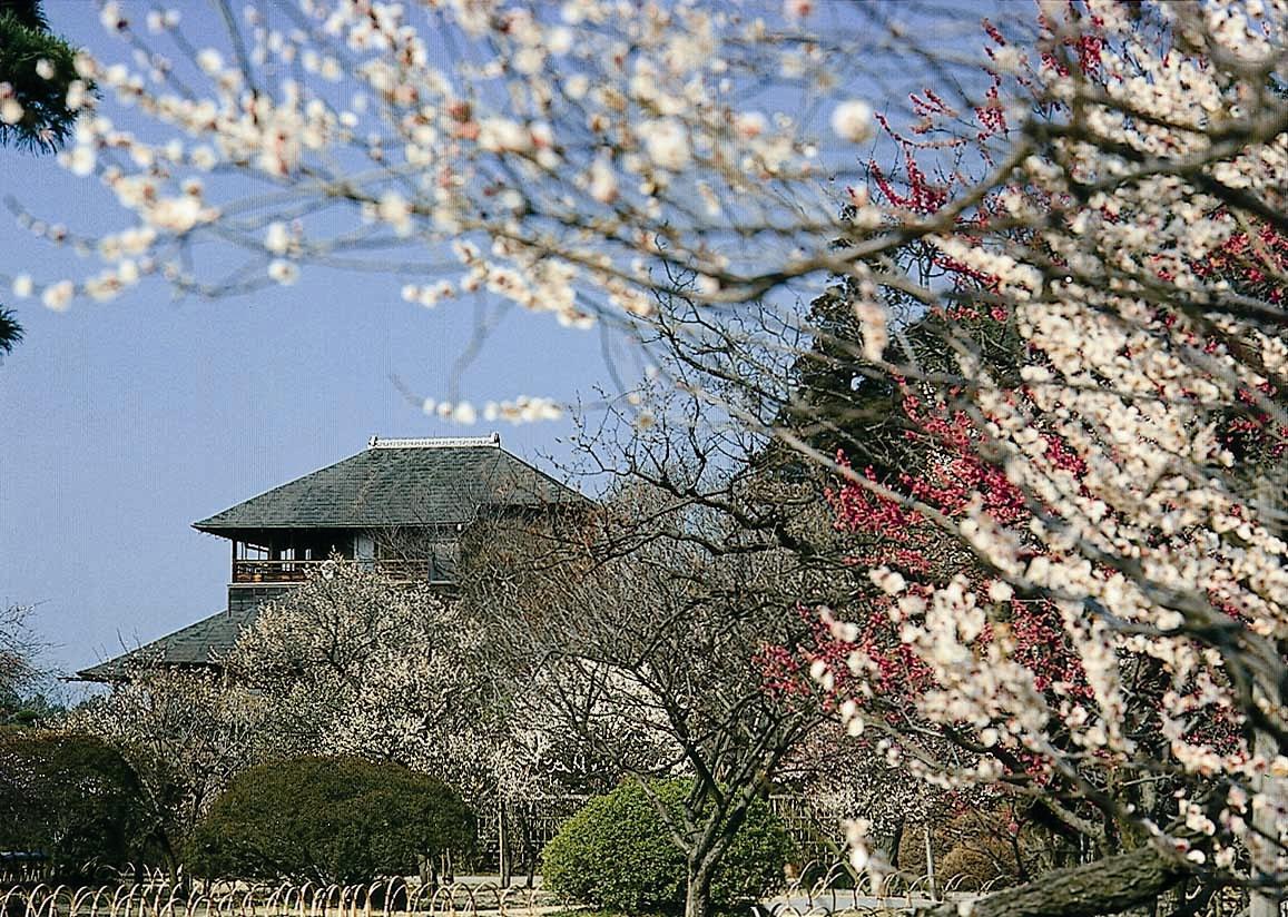 偕楽園の梅林のかおり風景