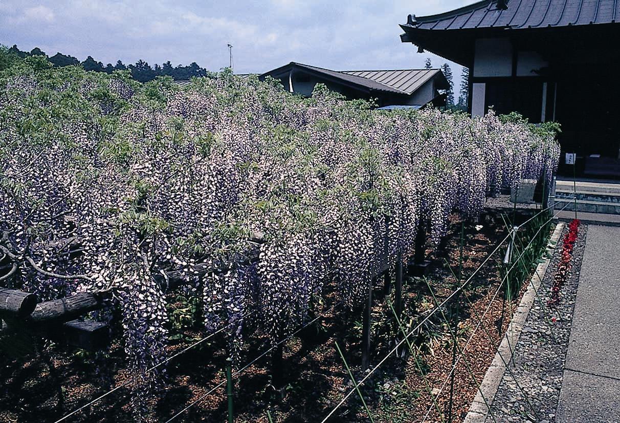 今市竜蔵寺の藤と線香のかおり風景